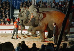 Amando Renz, Cirkus Benneweis 2004<br>PR-foto: Arne Magnussen