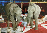 Wendel Huberts Comedy fra Schweiz, elefantdressur.