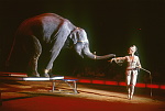 Diana Benneweis med elefant<br>