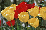 Gule og røde tulipaner.