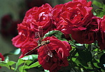 Guldsmed på rød rose