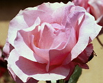 Lyserød rose